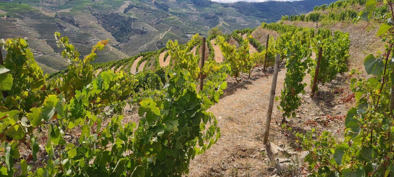 Stay At The Winemaker Ervedosa do Douro Exterior foto